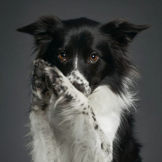 Illustration de l'article : 20 portraits captivants de chiens qui mettent en lumière leur caractère et leur humour