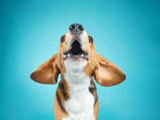 Illustration de l'article : 20 portraits captivants de chiens qui mettent en lumière leur caractère et leur humour