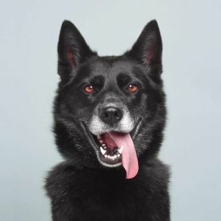 Illustration de l'article : 20 portraits captivants de chiens qui mettent en lumière leur caractère et leur humour