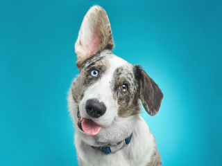 Illustration de l'article : 20 portraits captivants de chiens qui mettent en lumière leur caractère et leur humour