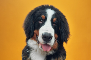 Illustration de l'article : 20 portraits captivants de chiens qui mettent en lumière leur caractère et leur humour