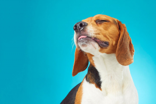 Illustration de l'article : 20 portraits captivants de chiens qui mettent en lumière leur caractère et leur humour