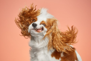 Illustration de l'article : 20 portraits captivants de chiens qui mettent en lumière leur caractère et leur humour
