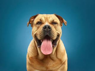 Illustration de l'article : 20 portraits captivants de chiens qui mettent en lumière leur caractère et leur humour