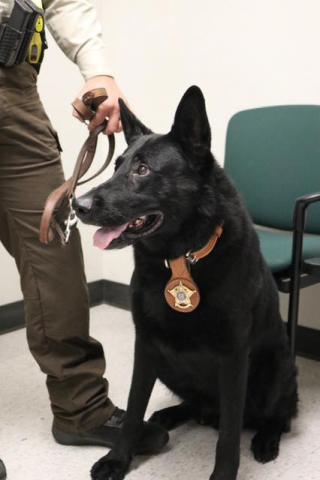Illustration de l'article : Bear, le Berger Allemand policier, prend une retraite bien méritée après 6 ans de service
