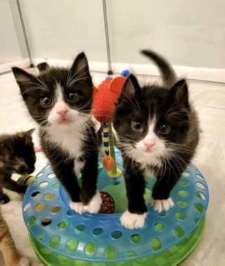 Illustration de l'article : L'amour fraternel entre deux chatons les aide à surmonter l'épreuve d'être jetés dans une benne à ordures