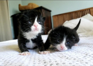 Illustration de l'article : L'amour fraternel entre deux chatons les aide à surmonter l'épreuve d'être jetés dans une benne à ordures