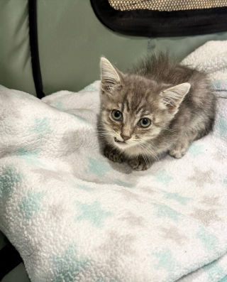 Illustration de l'article : Un chaton en piteux état se transforme sous les soins et la bienveillance de ses sauveteurs