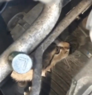 Illustration de l'article : En sauvant un chat coincé dans un moteur, une policière a le coup de foudre (vidéo)