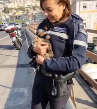 Illustration de l'article : En sauvant un chat coincé dans un moteur, une policière a le coup de foudre (vidéo)