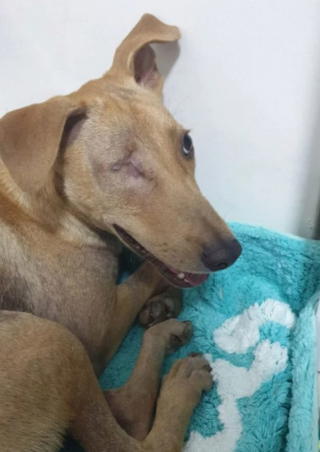 Illustration de l'article : 20 photos d'animaux qui ont découvert le pouvoir de l'amour en trouvant une famille pour toujours