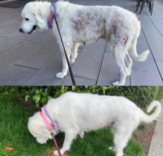 Illustration de l'article : 20 photos d'animaux qui ont découvert le pouvoir de l'amour en trouvant une famille pour toujours