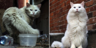 Illustration de l'article : 20 photos d'animaux qui ont découvert le pouvoir de l'amour en trouvant une famille pour toujours