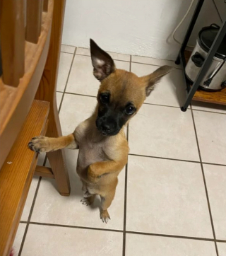 Illustration de l'article : 20 photos d'animaux qui ont découvert le pouvoir de l'amour en trouvant une famille pour toujours