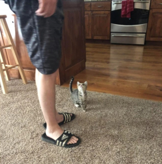 Illustration de l'article : 20 photos d'animaux qui ont découvert le pouvoir de l'amour en trouvant une famille pour toujours