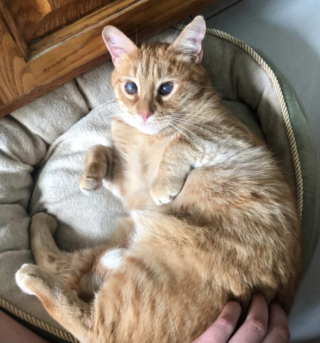 Illustration de l'article : 20 photos d'animaux qui ont découvert le pouvoir de l'amour en trouvant une famille pour toujours