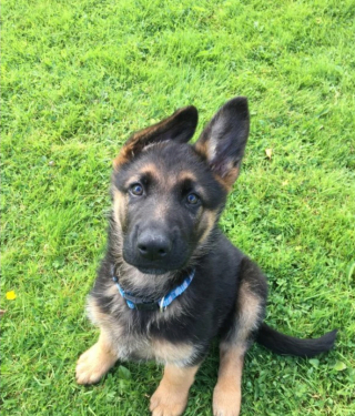 Illustration de l'article : 20 photos d'animaux qui ont découvert le pouvoir de l'amour en trouvant une famille pour toujours