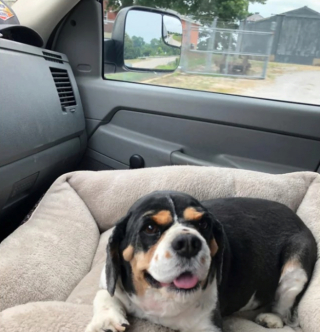 Illustration de l'article : 20 photos d'animaux qui ont découvert le pouvoir de l'amour en trouvant une famille pour toujours