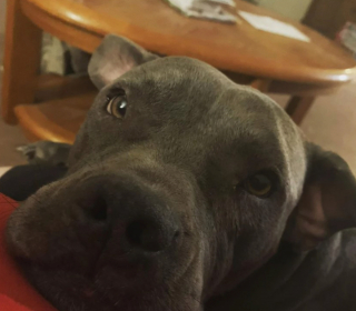 Illustration de l'article : 20 photos d'animaux qui ont découvert le pouvoir de l'amour en trouvant une famille pour toujours