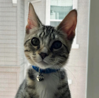 Illustration de l'article : 20 photos d'animaux qui ont découvert le pouvoir de l'amour en trouvant une famille pour toujours