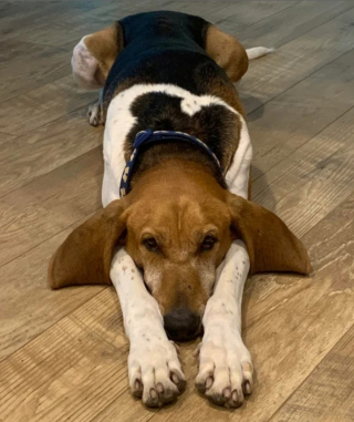 Illustration de l'article : 20 photos d'animaux qui ont découvert le pouvoir de l'amour en trouvant une famille pour toujours