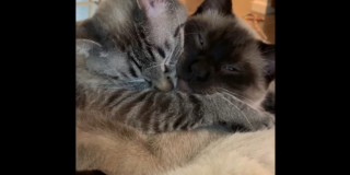 Illustration de l'article : 20 photos d'animaux qui ont découvert le pouvoir de l'amour en trouvant une famille pour toujours