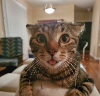 Illustration de l'article : 20 photos d'animaux qui ont découvert le pouvoir de l'amour en trouvant une famille pour toujours