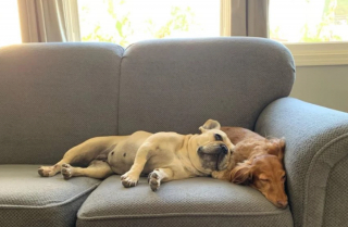 Illustration de l'article : 20 photos d'animaux qui ont découvert le pouvoir de l'amour en trouvant une famille pour toujours