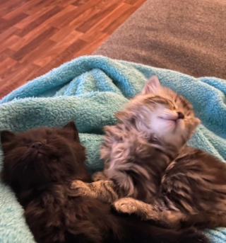 Illustration de l'article : 20 photos d'animaux qui ont découvert le pouvoir de l'amour en trouvant une famille pour toujours