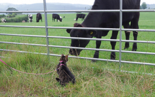 Illustration de l'article : En œuvrant pour le bonheur d'une chatte maltraitée et aveugle, ce couple a aussi guéri de sa propre tristesse