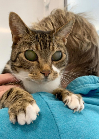 Illustration de l'article : En œuvrant pour le bonheur d'une chatte maltraitée et aveugle, ce couple a aussi guéri de sa propre tristesse