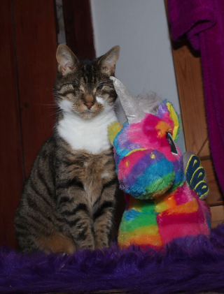 Illustration de l'article : En œuvrant pour le bonheur d'une chatte maltraitée et aveugle, ce couple a aussi guéri de sa propre tristesse