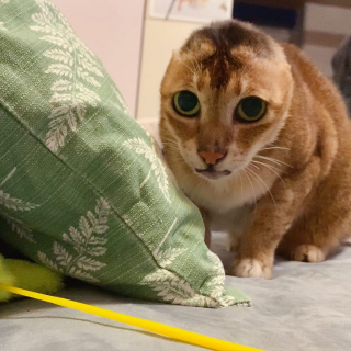 Illustration de l'article : Cet ancien chat errant a surmonté l'amputation de ses oreilles grâce à l'amour de son nouveau frère félin (vidéo)