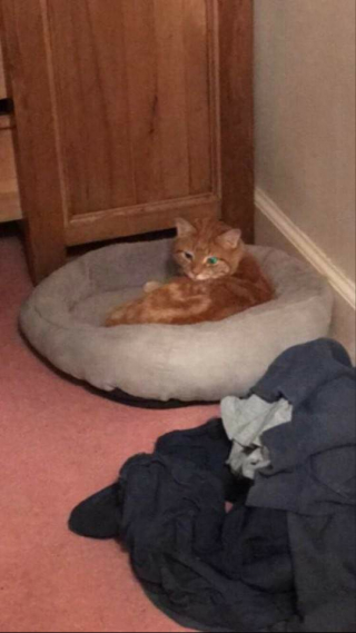 Illustration de l'article : Un chat réapparait mystérieusement 6 semaines après sa disparition, avec une de ses oreilles coupée