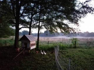 Illustration de l'article : Une maison d’hôte chaleureuse propose un concept inédit en alliant hospitalité et sauvetage animalier