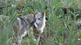 Illustration de l'article : Des bénévoles s’impliquent pour aider ce chien-loup terrorisé à sortir de son coin