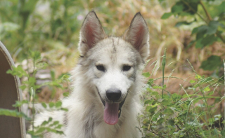 Illustration de l'article : Des bénévoles s’impliquent pour aider ce chien-loup terrorisé à sortir de son coin