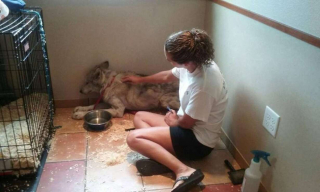 Illustration de l'article : Des bénévoles s’impliquent pour aider ce chien-loup terrorisé à sortir de son coin