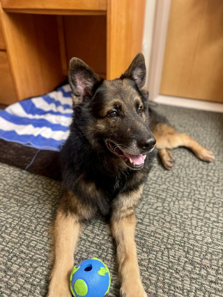 Illustration de l'article : Après plusieurs mois de séparation, un militaire retrouve le chien qui a servi à ses côtés à l'étranger