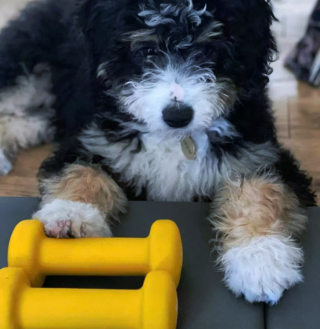 Illustration de l'article : 17 photos amusantes de chiens devenus coachs sportifs pour encourager leurs maîtres à bouger