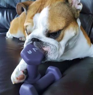 Illustration de l'article : 17 photos amusantes de chiens devenus coachs sportifs pour encourager leurs maîtres à bouger