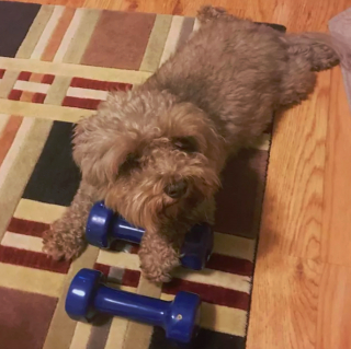 Illustration de l'article : 17 photos amusantes de chiens devenus coachs sportifs pour encourager leurs maîtres à bouger