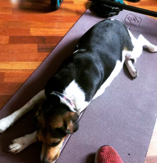 Illustration de l'article : 17 photos amusantes de chiens devenus coachs sportifs pour encourager leurs maîtres à bouger