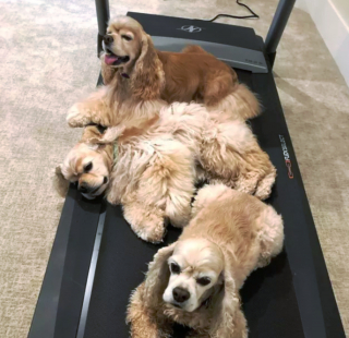 Illustration de l'article : 17 photos amusantes de chiens devenus coachs sportifs pour encourager leurs maîtres à bouger