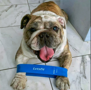 Illustration de l'article : 17 photos amusantes de chiens devenus coachs sportifs pour encourager leurs maîtres à bouger