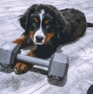 Illustration de l'article : 17 photos amusantes de chiens devenus coachs sportifs pour encourager leurs maîtres à bouger