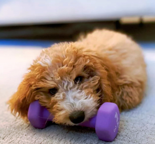 Illustration de l'article : 17 photos amusantes de chiens devenus coachs sportifs pour encourager leurs maîtres à bouger