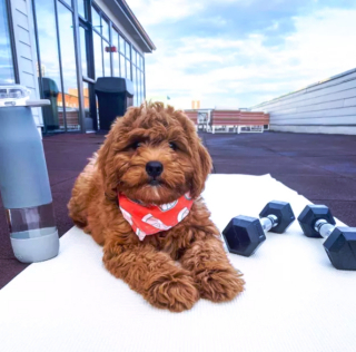 Illustration de l'article : 17 photos amusantes de chiens devenus coachs sportifs pour encourager leurs maîtres à bouger