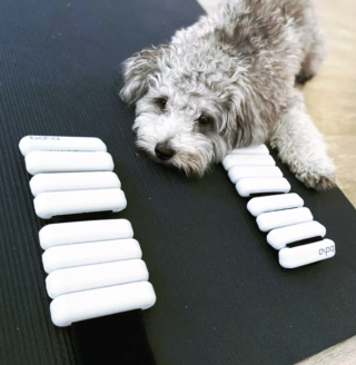 Illustration de l'article : 17 photos amusantes de chiens devenus coachs sportifs pour encourager leurs maîtres à bouger