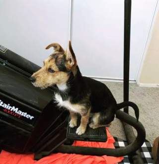 Illustration de l'article : 17 photos amusantes de chiens devenus coachs sportifs pour encourager leurs maîtres à bouger